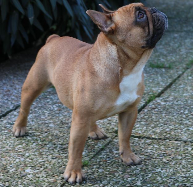 Lara croft du Chien Beauté