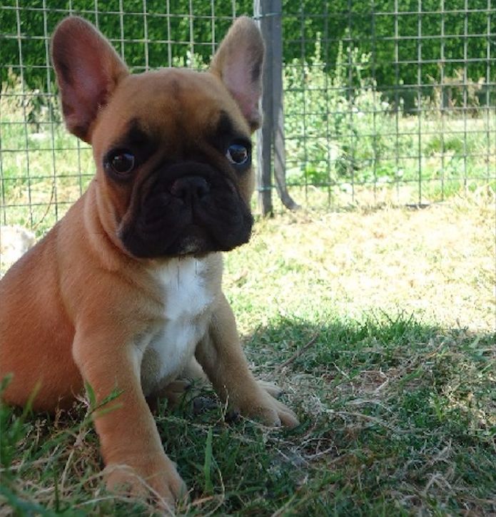 Lara croft du Chien Beauté