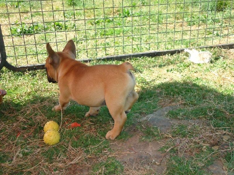 Lara croft du Chien Beauté