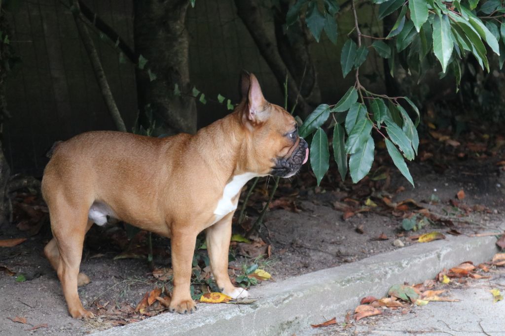 Onyx des Terres du Sirius