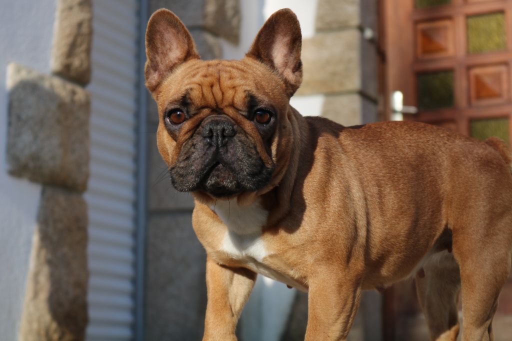 Lara croft du Chien Beauté