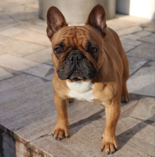 Lara croft du Chien Beauté