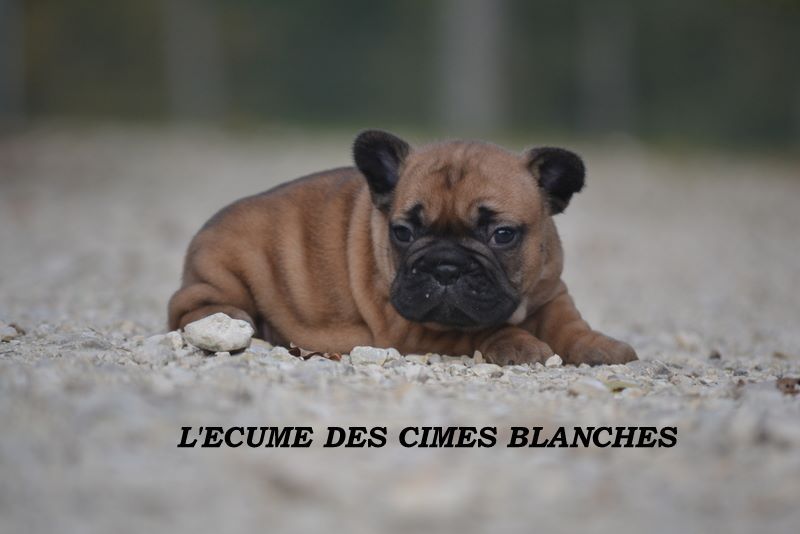 Narnia de l'écume des cimes blanches