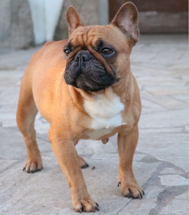 Lara croft du Chien Beauté