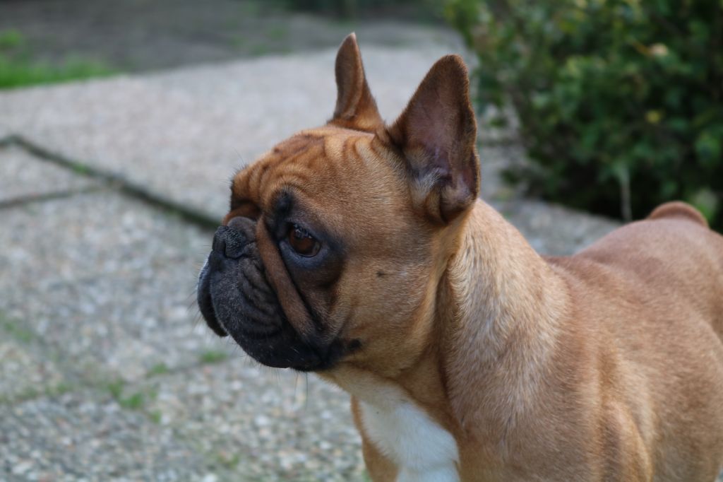 Lara croft du Chien Beauté