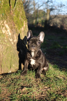 Loki Theemin Des Terres Du Sirius