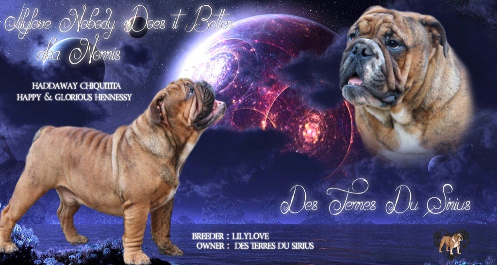 Lilylove Nobody does it better dit norris