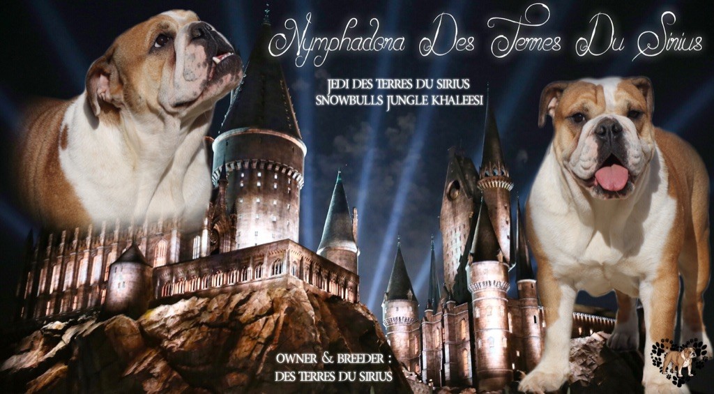 Nymphadora des Terres du Sirius
