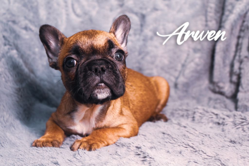 Arwen des Terres du Sirius