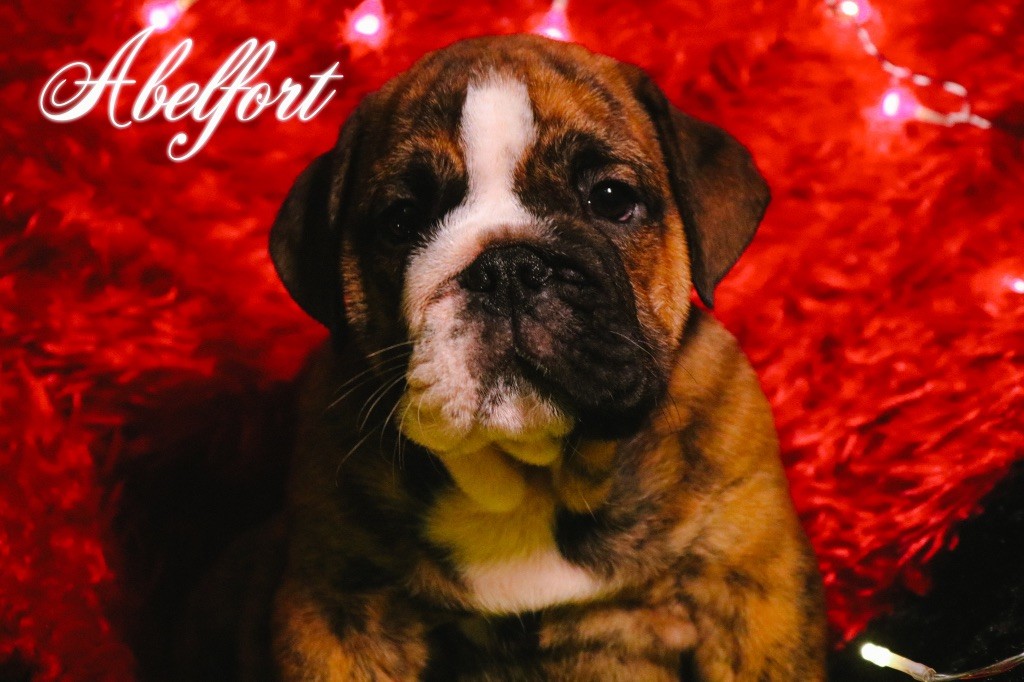 Atchoum des Terres du Sirius