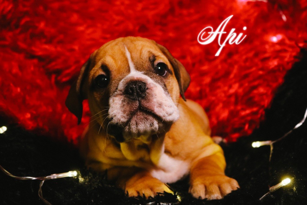 Api des Terres du Sirius