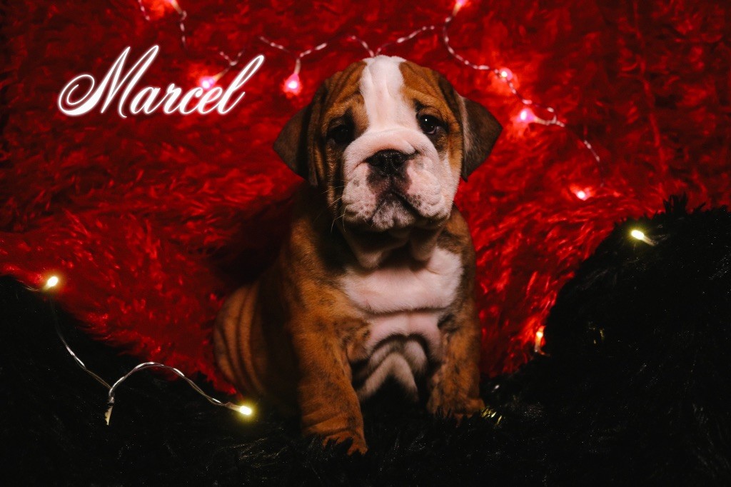 Marcel des Terres du Sirius