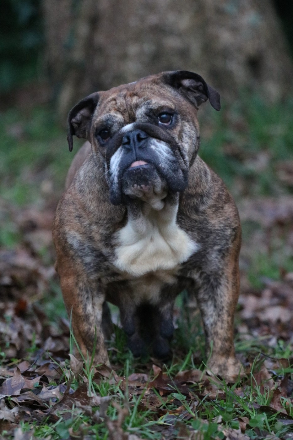 Teepli des Terres du Sirius