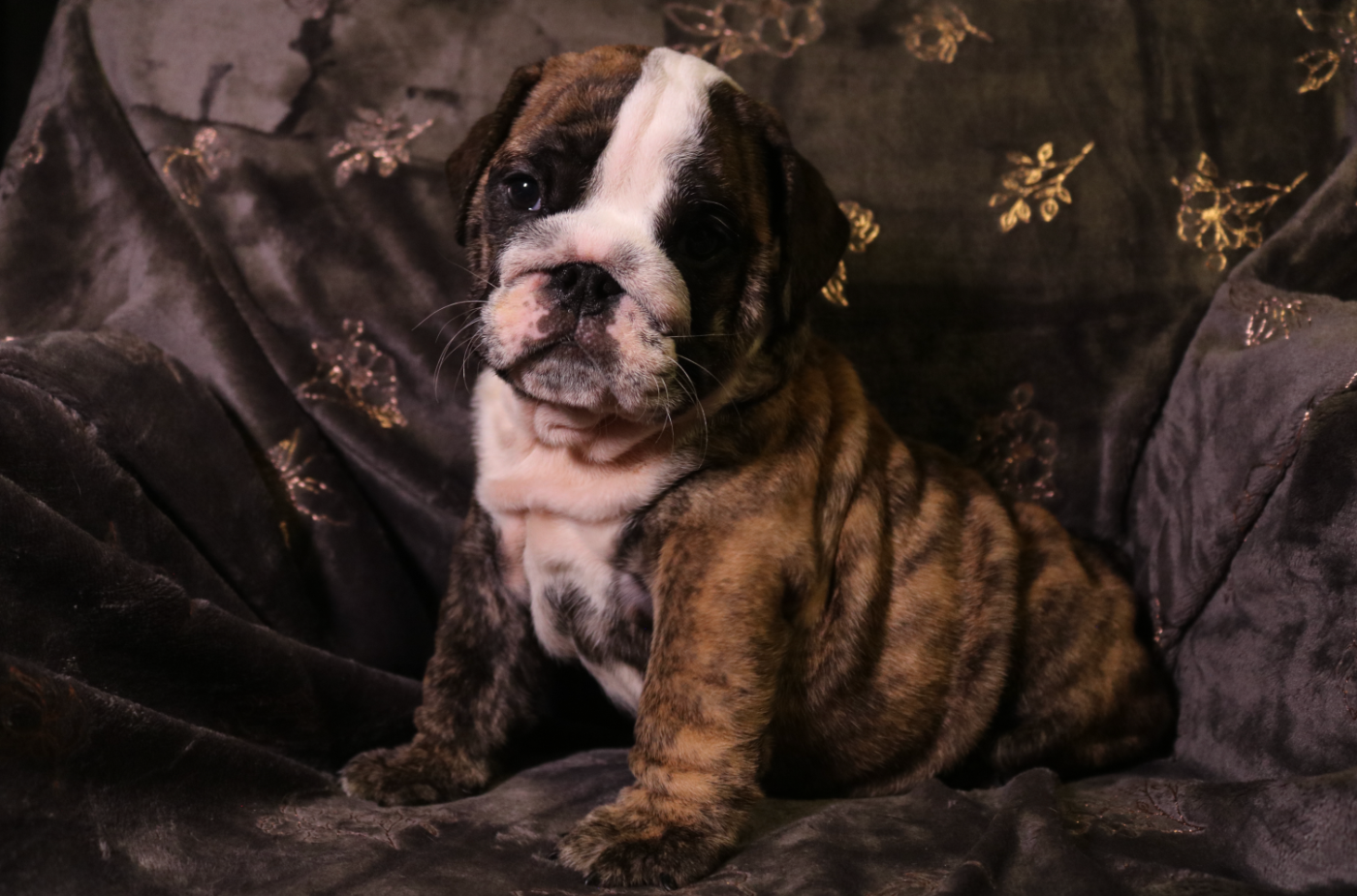 Arley des Terres du Sirius