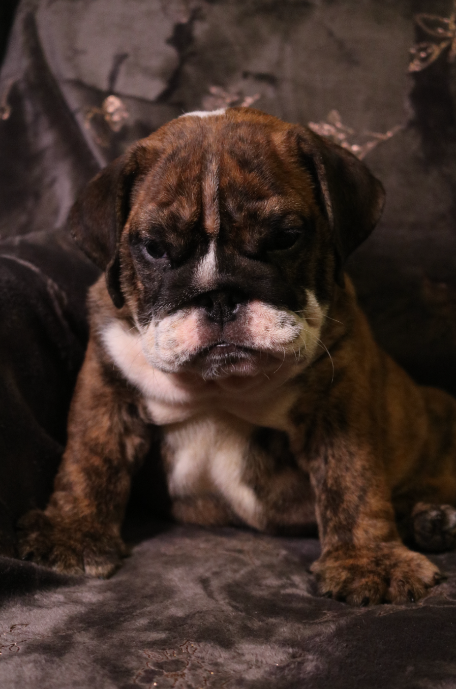 Azkaban des Terres du Sirius