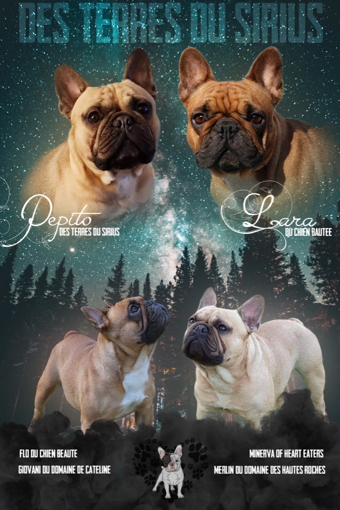 des Terres du Sirius - Bouledogue français - Portée née le 28/04/2022