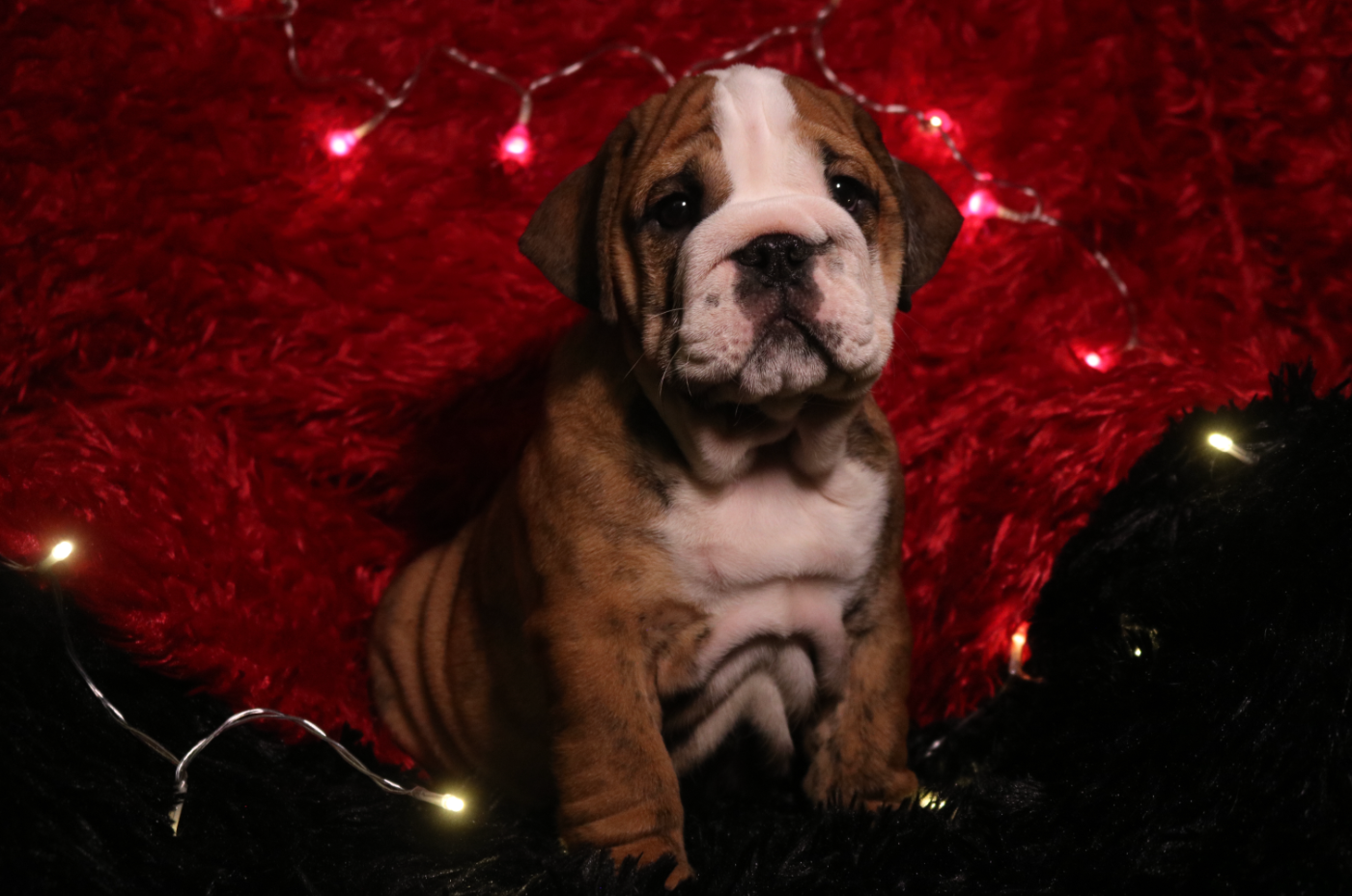 des Terres du Sirius - Bulldog Anglais - Portée née le 03/09/2025