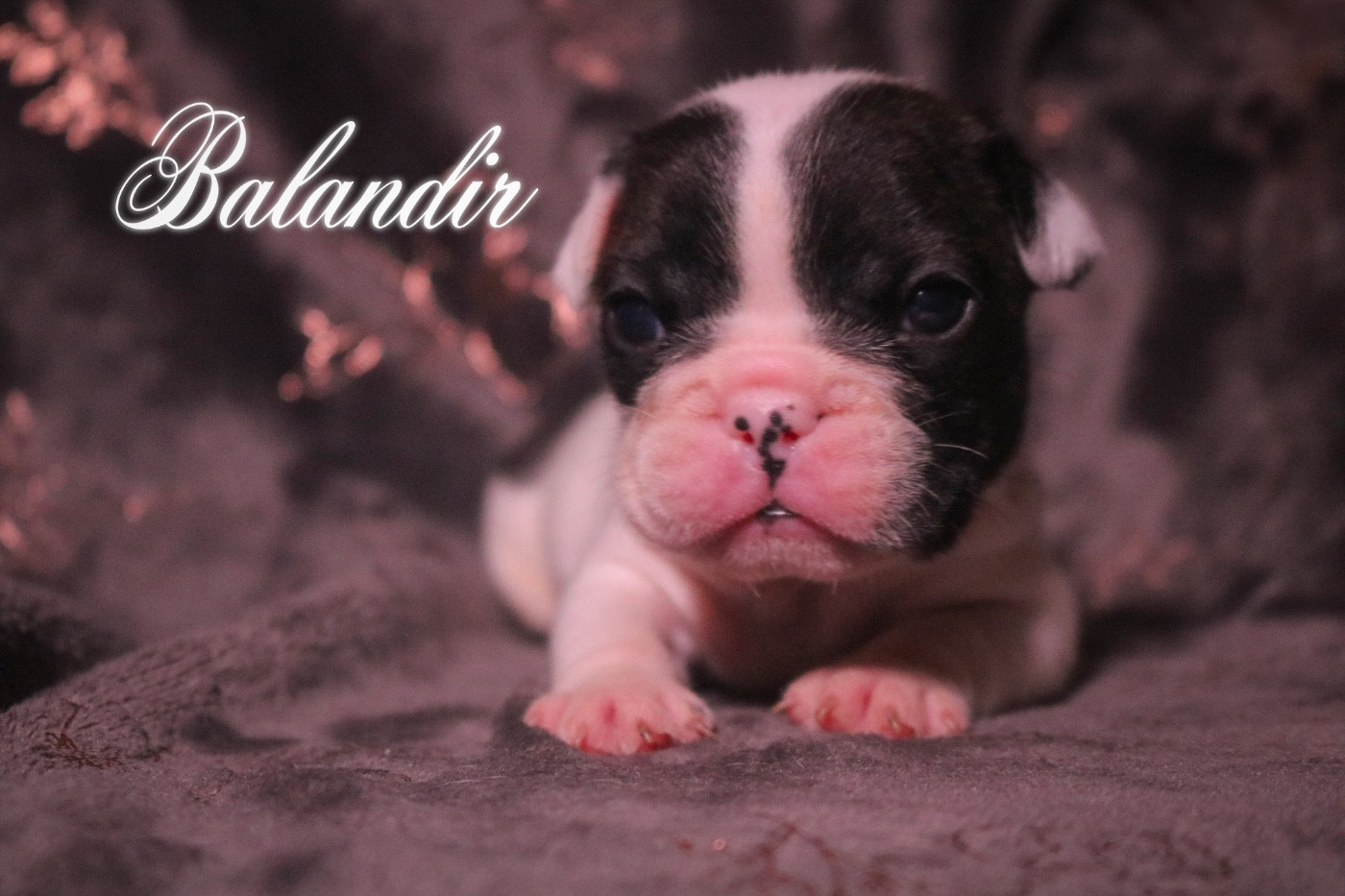 des Terres du Sirius - Chiots disponibles - Bouledogue français