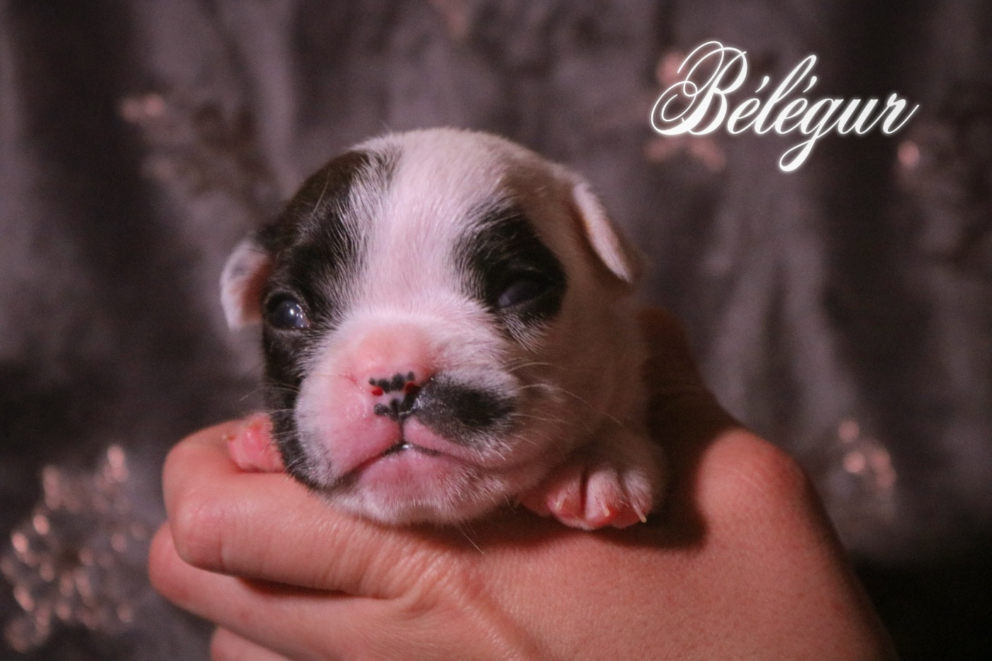 des Terres du Sirius - Chiots disponibles - Bouledogue français