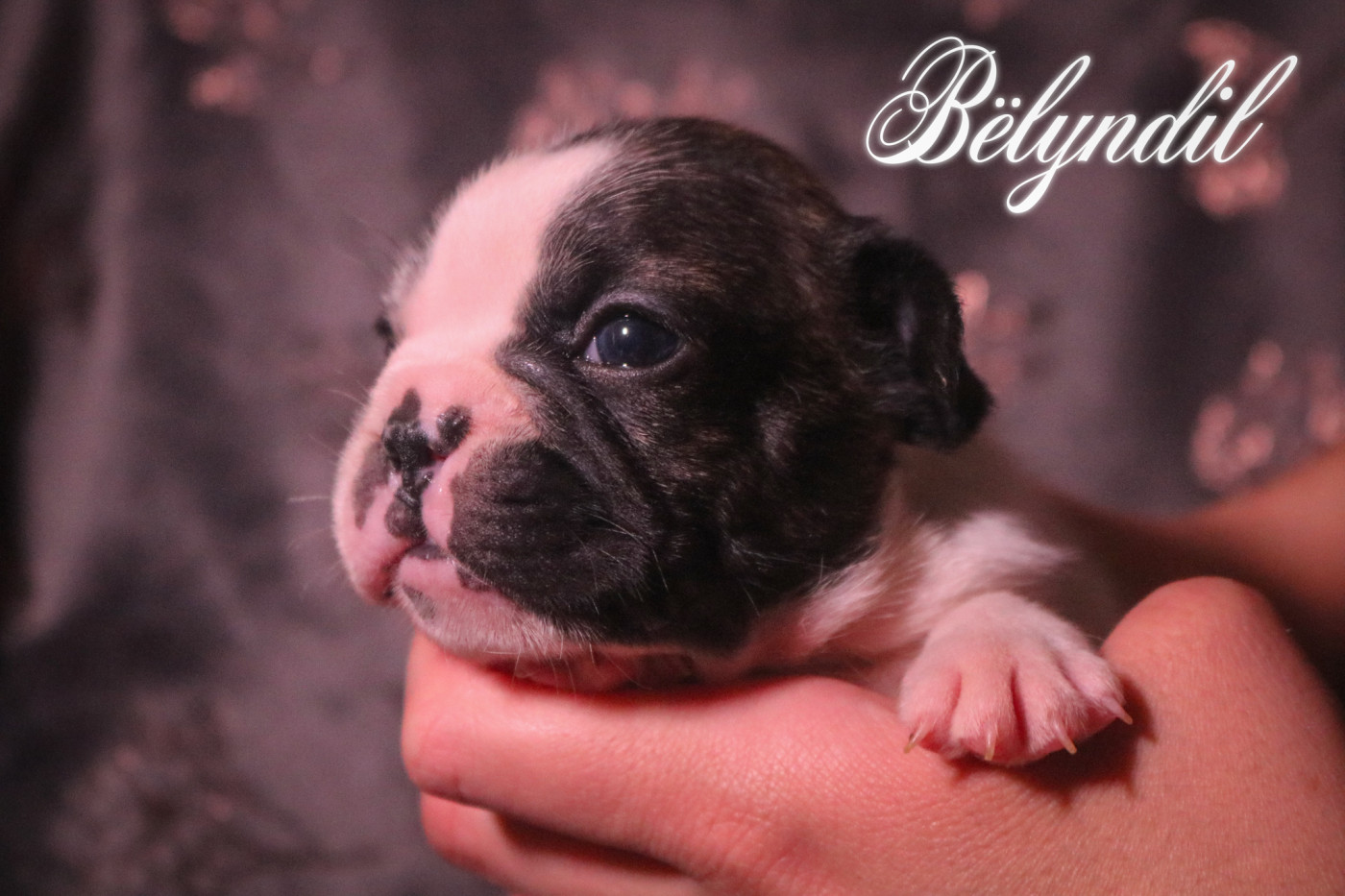 des Terres du Sirius - Chiots disponibles - Bouledogue français