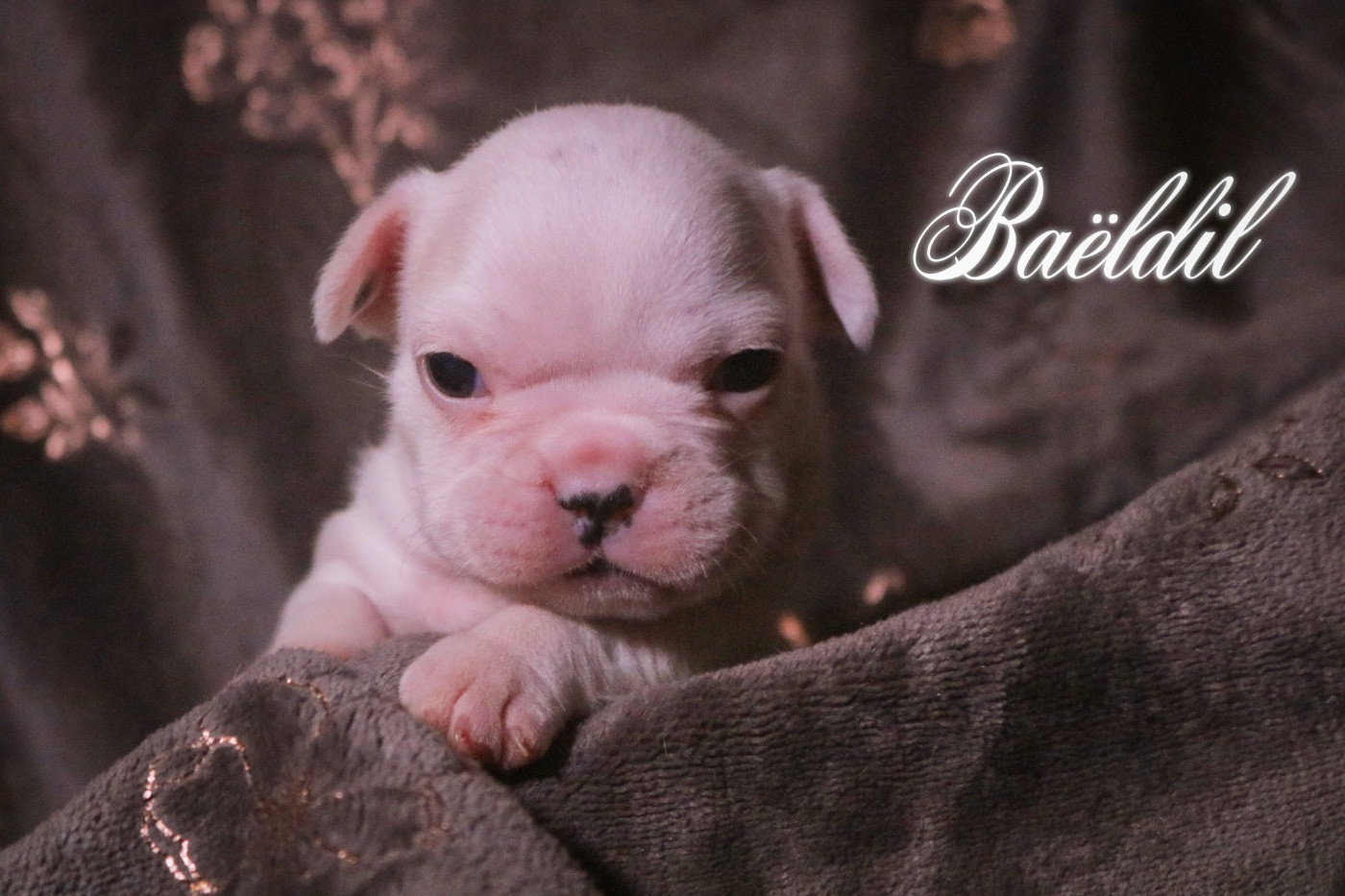 des Terres du Sirius - Chiots disponibles - Bouledogue français