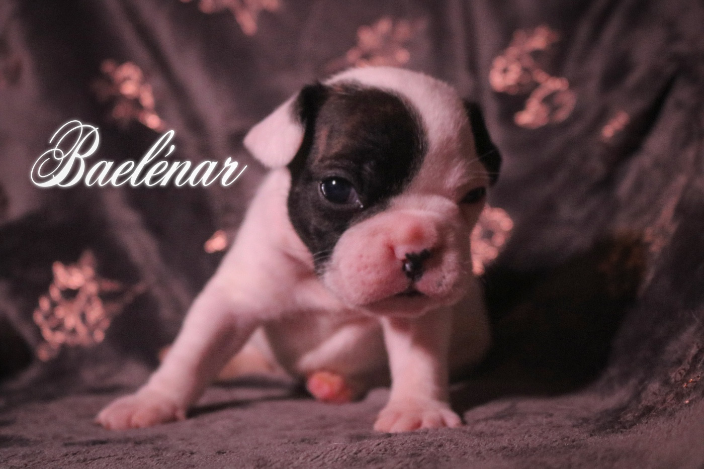 des Terres du Sirius - Chiots disponibles - Bouledogue français