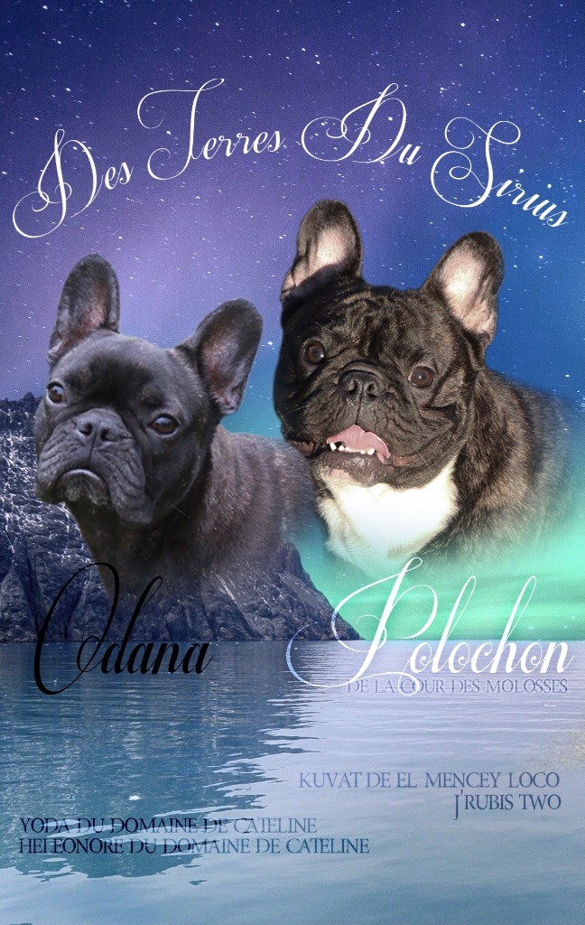 des Terres du Sirius - Bouledogue français - Portée née le 21/12/2022