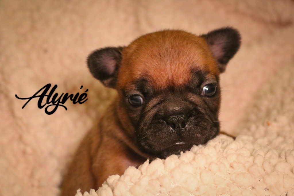 des Terres du Sirius - Chiots disponibles - Bouledogue français