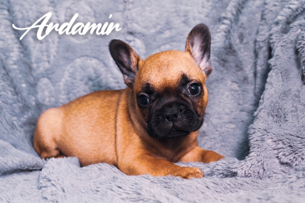 des Terres du Sirius - Chiots disponibles - Bouledogue français