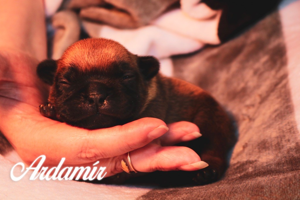 des Terres du Sirius - Chiots disponibles - Bouledogue français