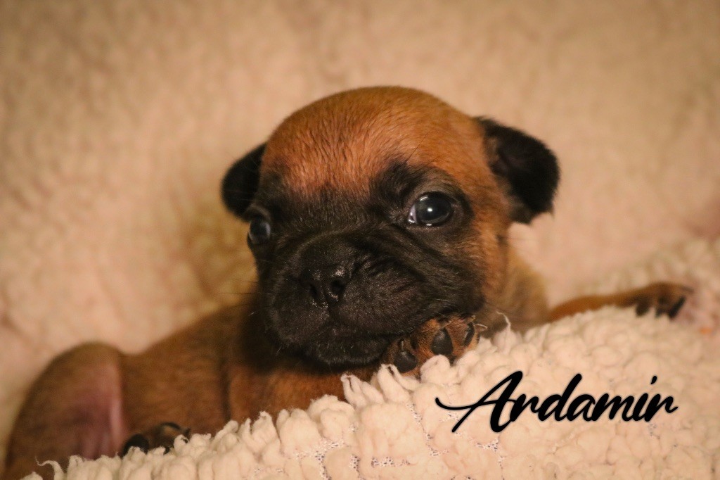 des Terres du Sirius - Chiots disponibles - Bouledogue français