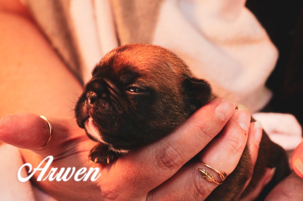 des Terres du Sirius - Chiots disponibles - Bouledogue français