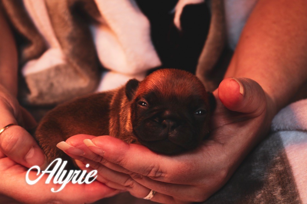 des Terres du Sirius - Chiots disponibles - Bouledogue français