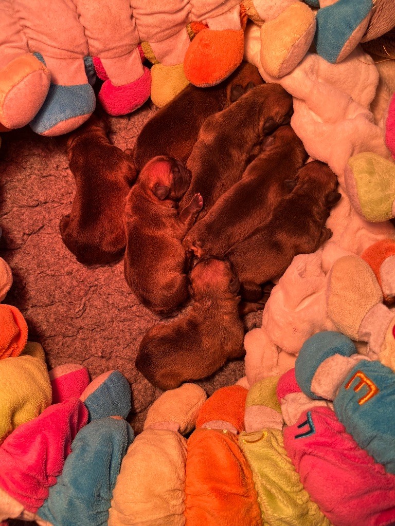Chiot Bouledogue français des Terres du Sirius