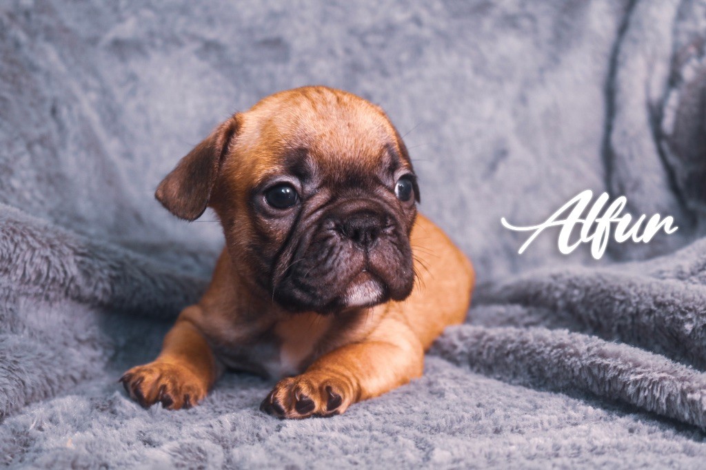des Terres du Sirius - Chiots disponibles - Bouledogue français