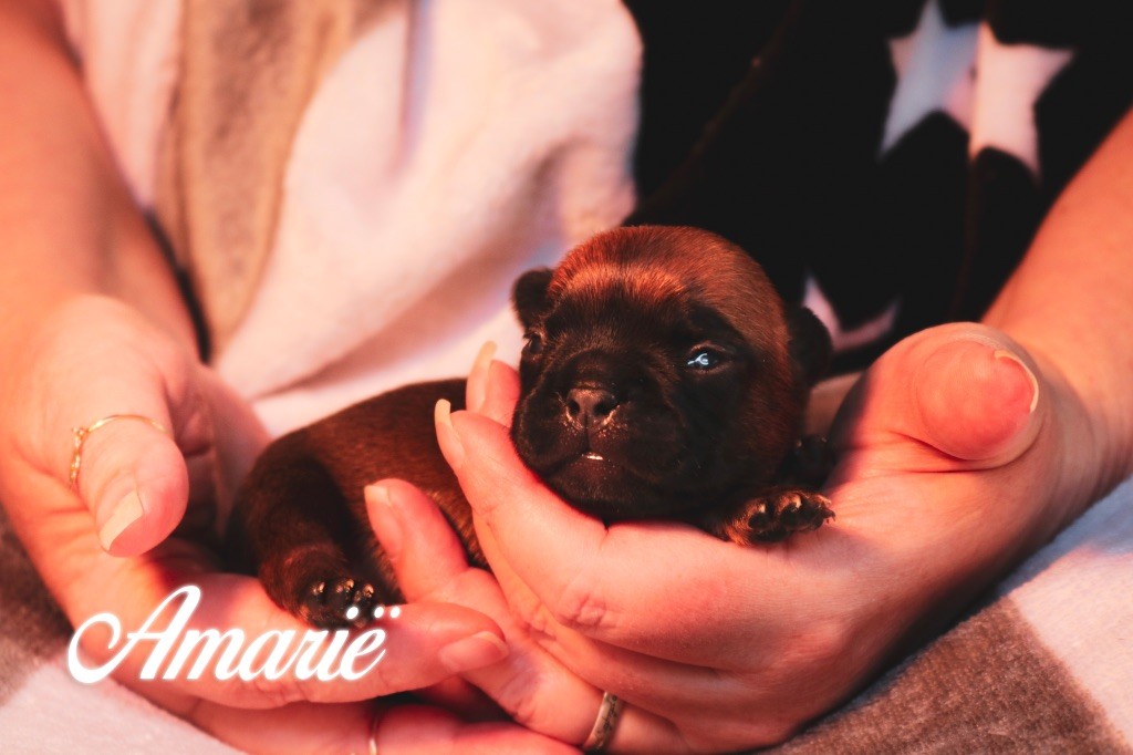 des Terres du Sirius - Chiots disponibles - Bouledogue français