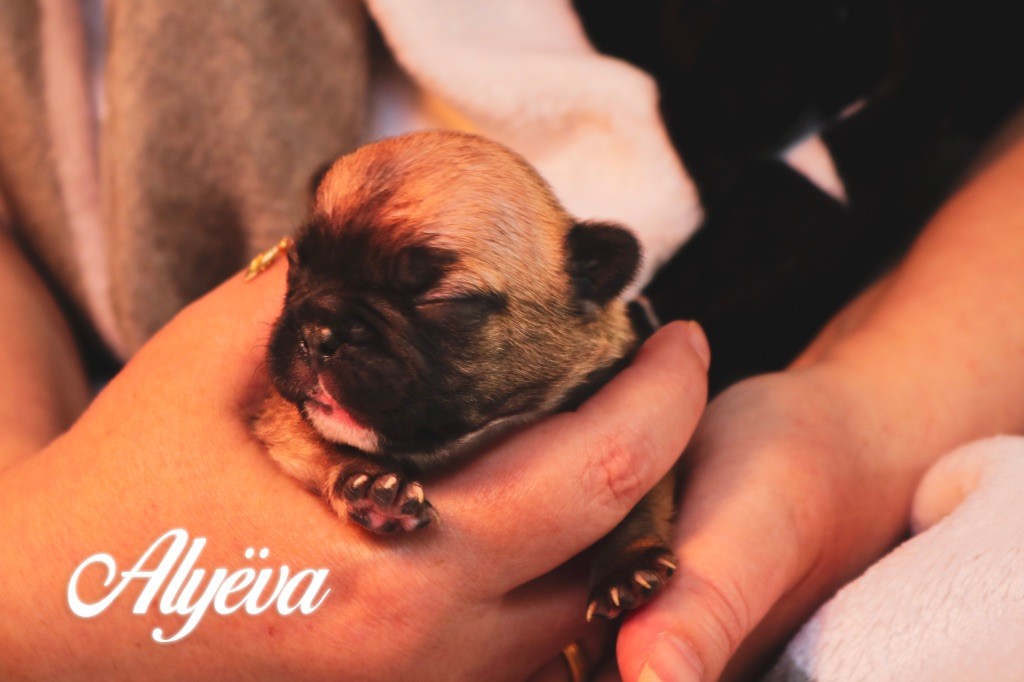 des Terres du Sirius - Chiots disponibles - Bouledogue français