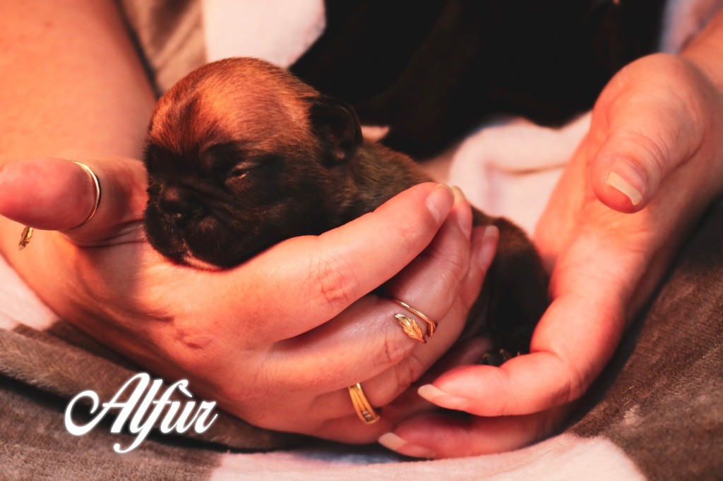 des Terres du Sirius - Chiots disponibles - Bouledogue français