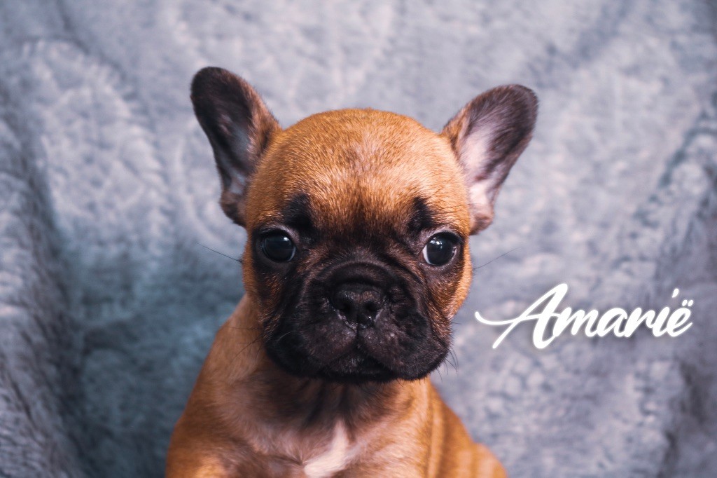 des Terres du Sirius - Chiots disponibles - Bouledogue français