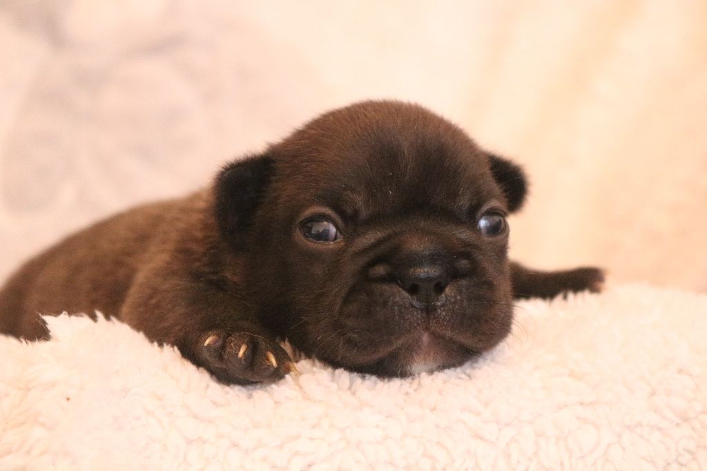 des Terres du Sirius - Bouledogue français - Portée née le 13/10/2017