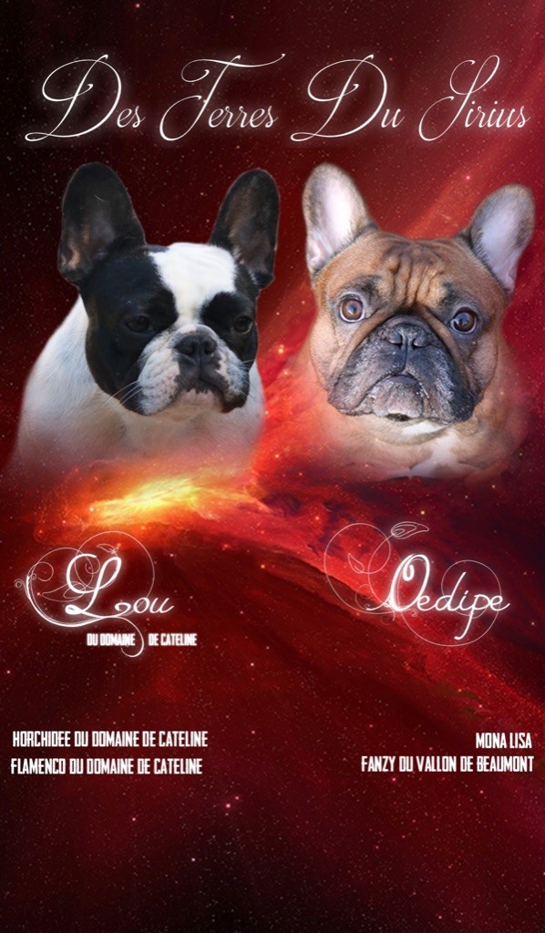 des Terres du Sirius - Bouledogue français - Portée née le 05/02/2022