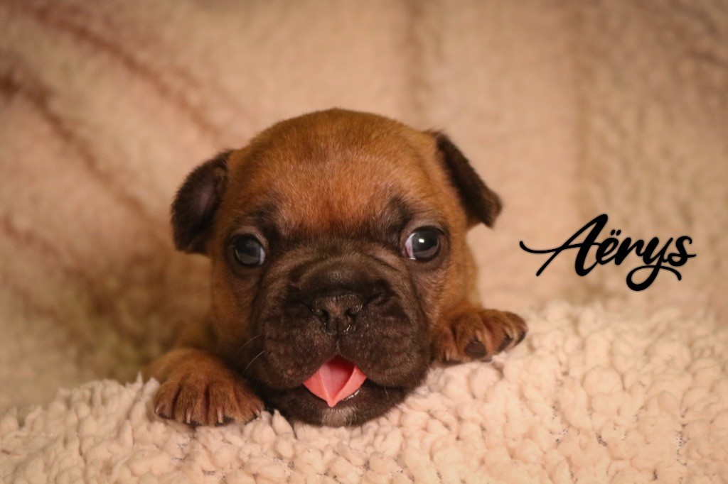 des Terres du Sirius - Chiots disponibles - Bouledogue français