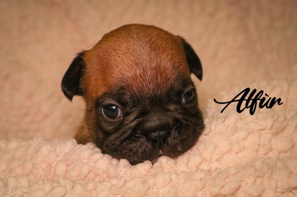 des Terres du Sirius - Chiots disponibles - Bouledogue français