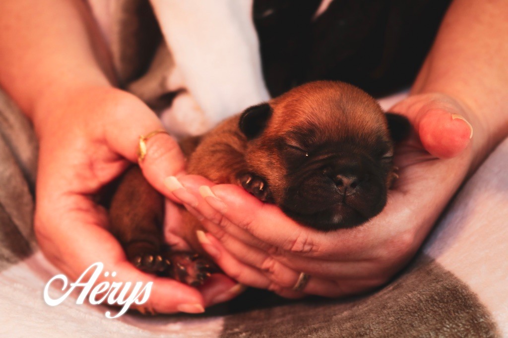 des Terres du Sirius - Chiots disponibles - Bouledogue français